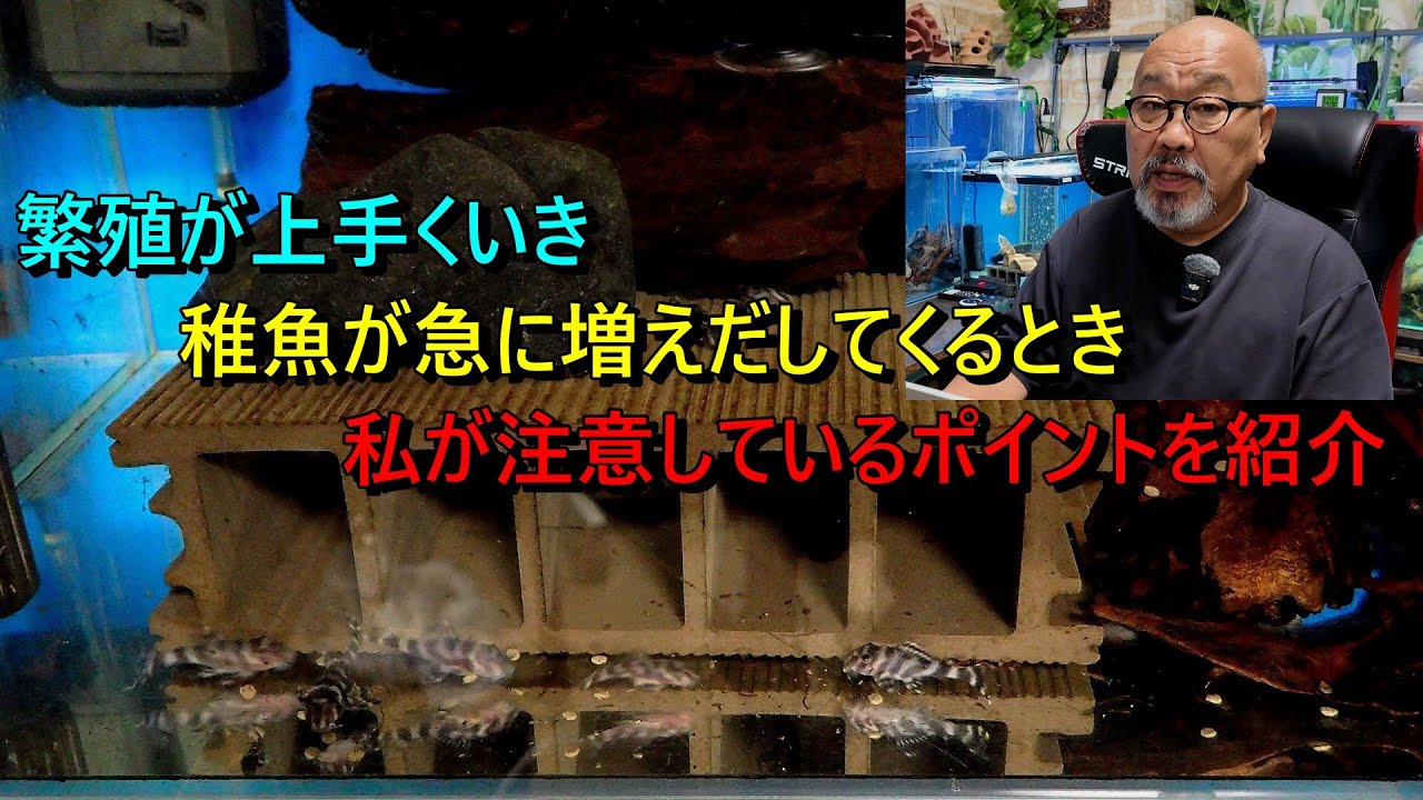 繁殖が上手くいき稚魚が増えてくるときに私が注意しているポイントを紹介