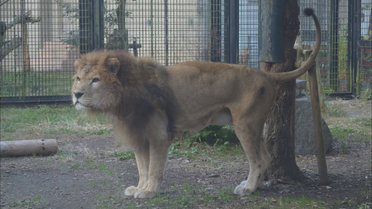 平川動物公園のオスライン「ジオン」死ぬ　人間だと100歳近くの20歳11か月