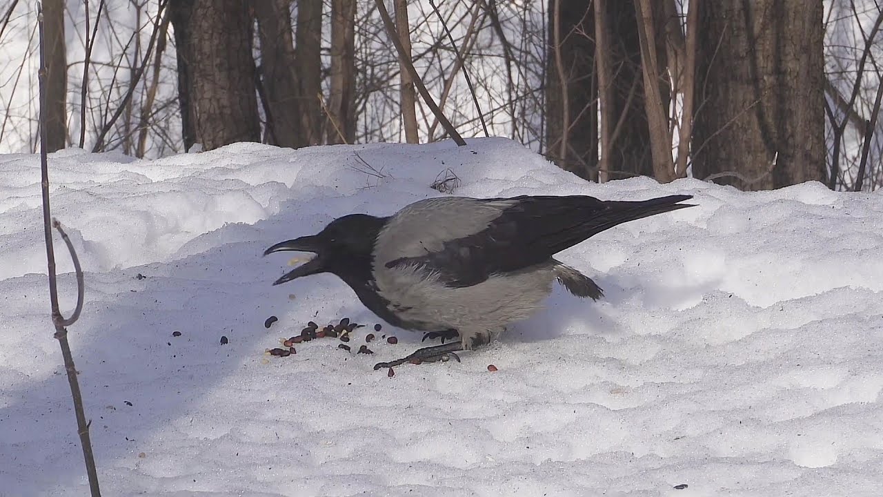 🎶Бесхвостая ворона была голодной (музыка А. Кэтлин)