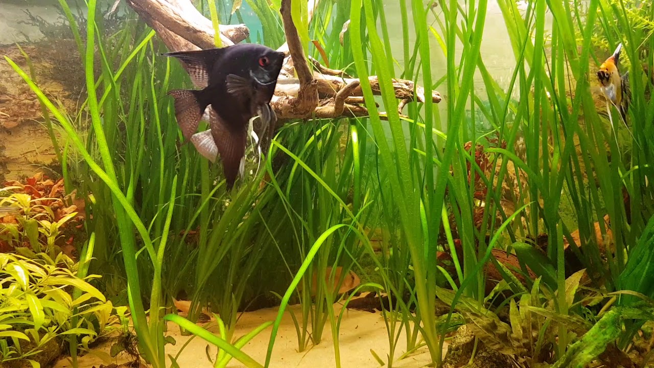 50 odcinek -dziś pielegnica z maroni #50
