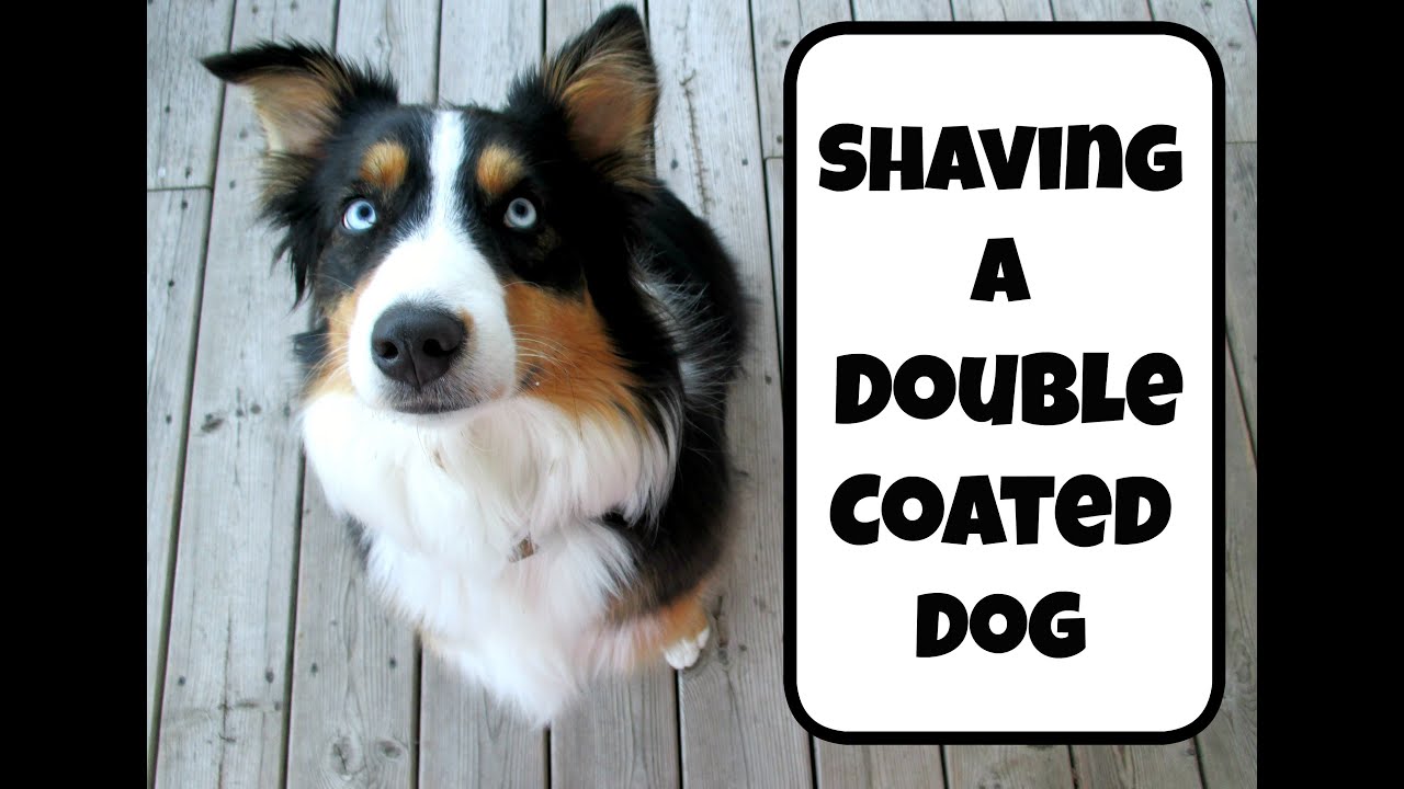 Should you shave a dog breed with a double coat? |Life With Aspen|