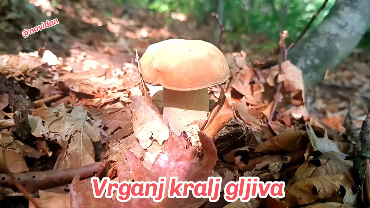 VRGANJ PRELIJEPI KRALJ GLJIVA BRANJE