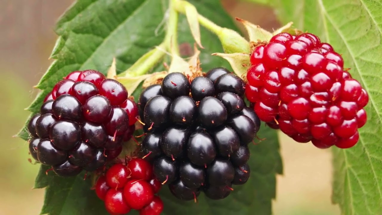 Black Berry Blossom
