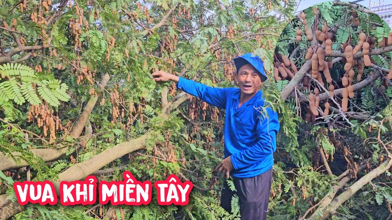 Quá tiếc nuối !!! Khi Vua Khỉ cưa bỏ cây Me siêu trái (2/2).