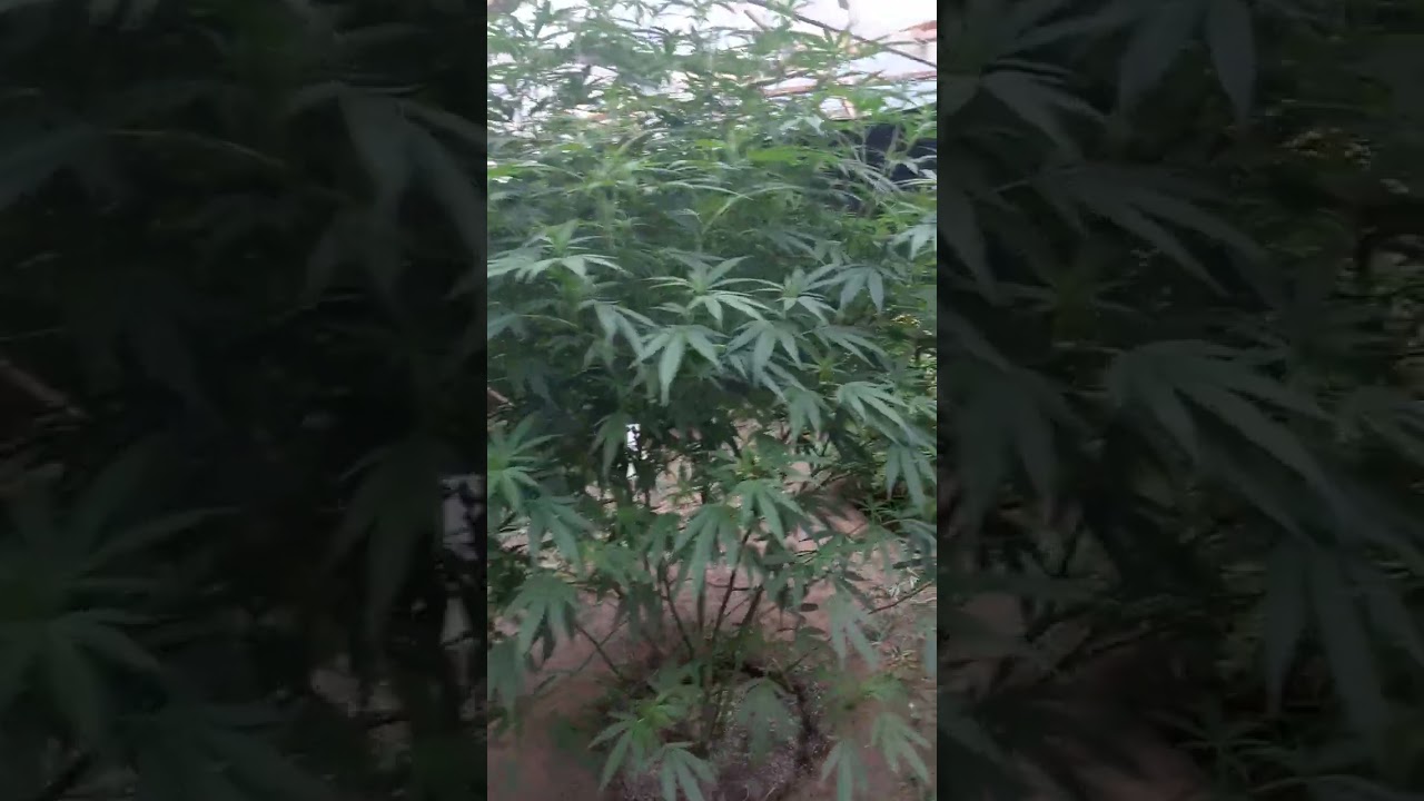 How to produce a 1 lb marijuana plant 2022. video 6