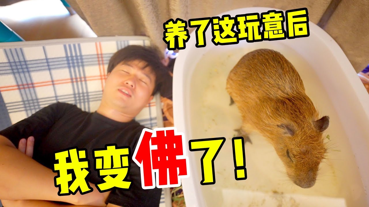 自从养了卡皮巴拉，我也是变得越来越佛系了 #动物园 #卡皮巴拉 #funny