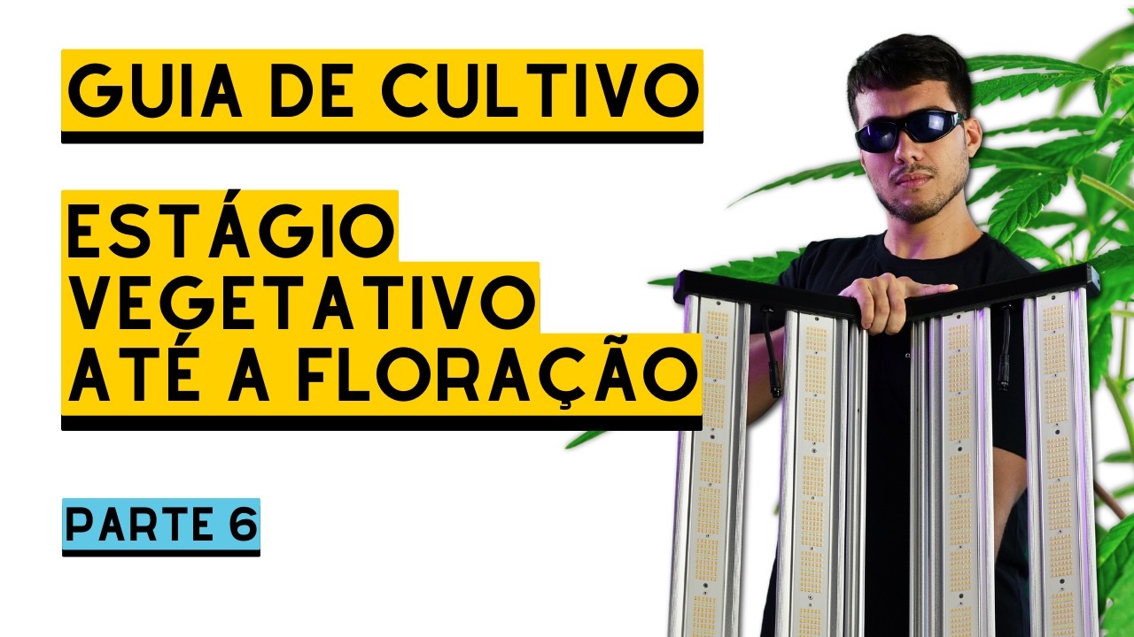 COMO PLANTAR MACONHA | DA VEGA À FLORAÇÃO - guia de cultivo 6