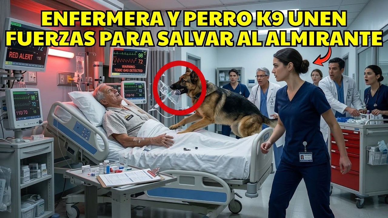 Perro K9 Detecta Gas Tóxico en la UCI. Una Enfermera Salva al Almirante con Una Sola Inyección.