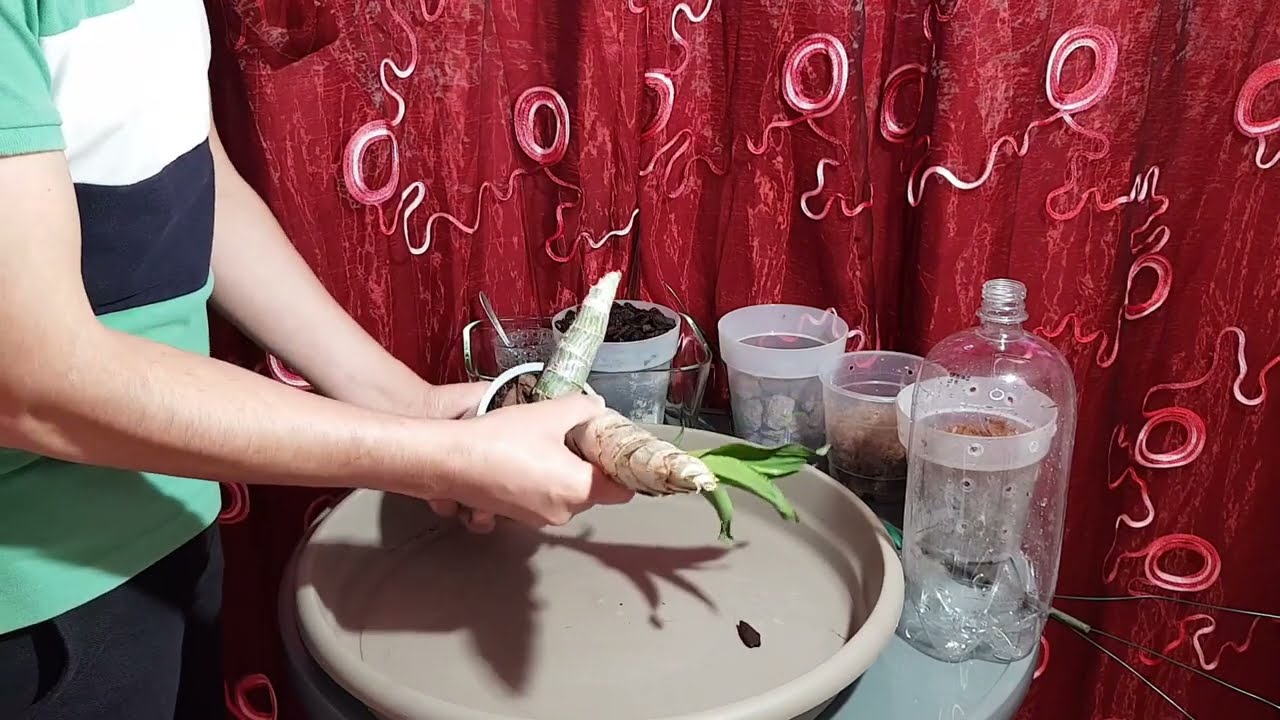 Asi se cultiva una orquidea con una botella resiclada.(catasetum)
