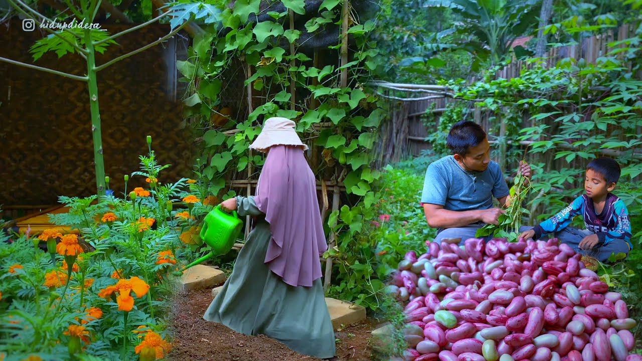 Indahnya hidup di desa, bisa berkebun, panen dan masak dengan suasana alam | Panen kacang merah