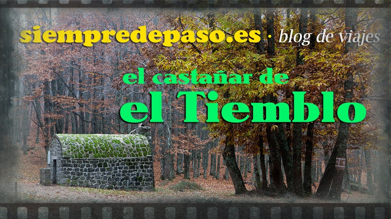 Castañar de El Tiemblo: un paseo fácil. (Ávila - Castilla y León)