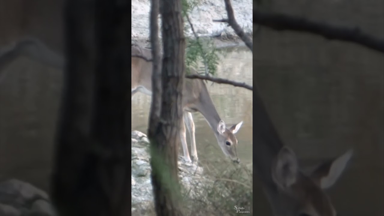 Texas Ranch For Sale- Hidden Spring Ranch- Wildlife