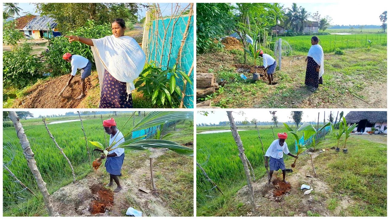 என் அப்பாவின் உதவியுடன் தோட்டத்து வேலை | Garden Update 