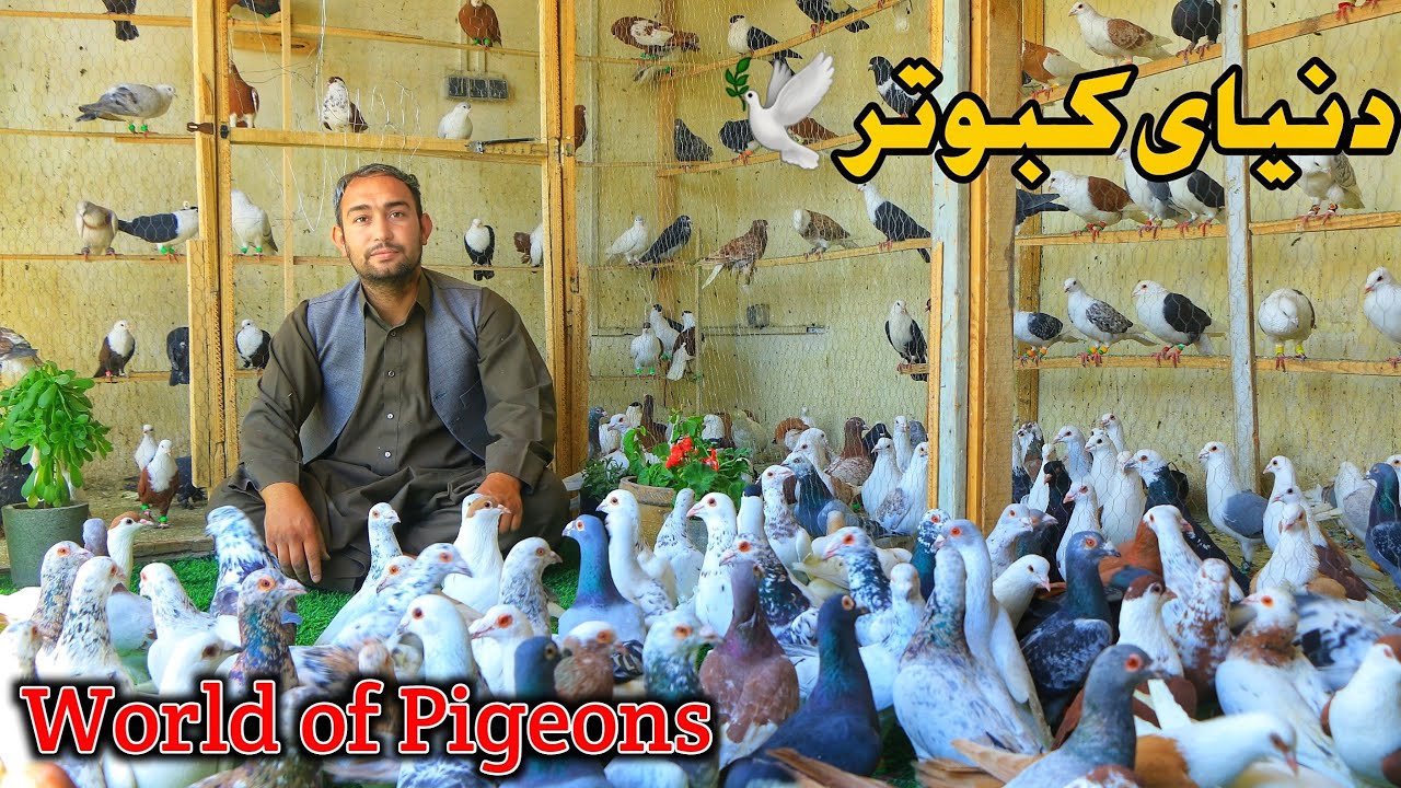 Голубиный мир - 150 голубей из Герата только что прибыли, и в магазине есть в наличии #Пятьсот го...