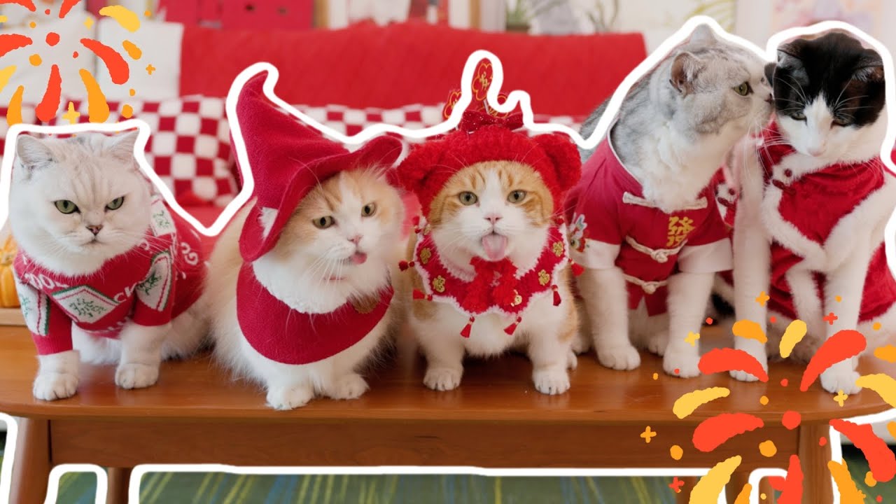 一家人和猫一起吃年夜饭，猫：我想吃铲屎官那一桌！｜花花与三猫 Cat Live