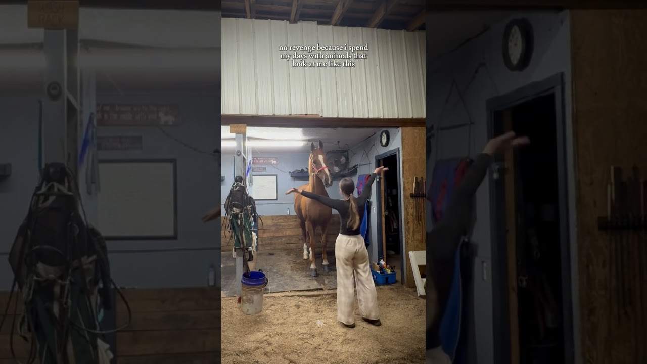 i love my job. | #horse #equestrian #saddlebred #saddleseat ￼