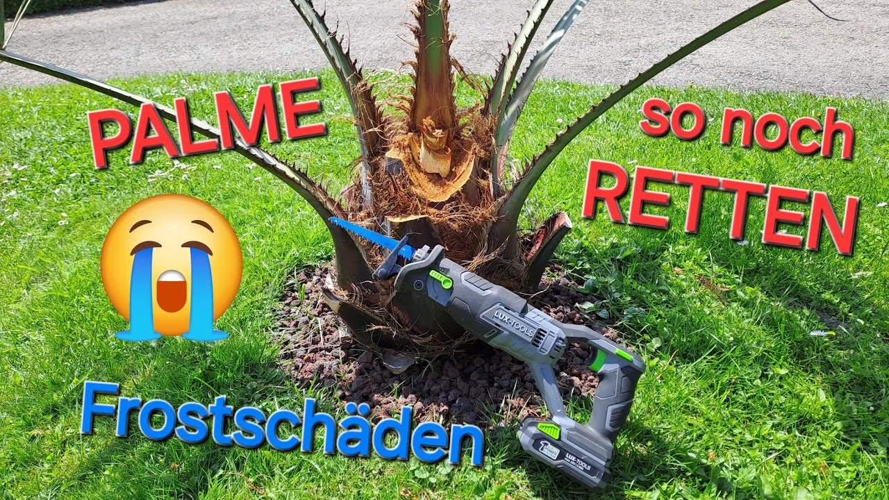 Palme retten 🌴😭 nach Frostschäden, Butia capitata absägen, Hanfpalme Trachycarpus, Jubaea chilensis