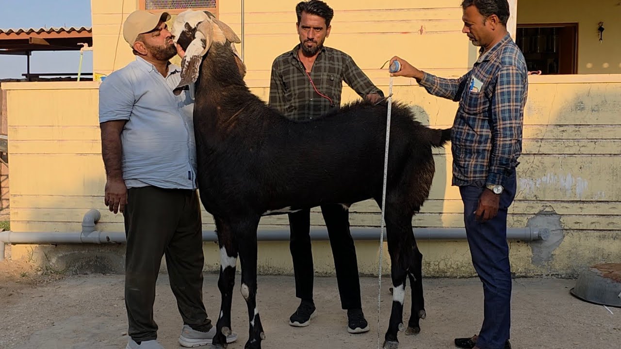 Biggest Gujri India And The Best Goat Collection At Sayed S Goat Farm Pipad Jodhpur Rajasthan. 