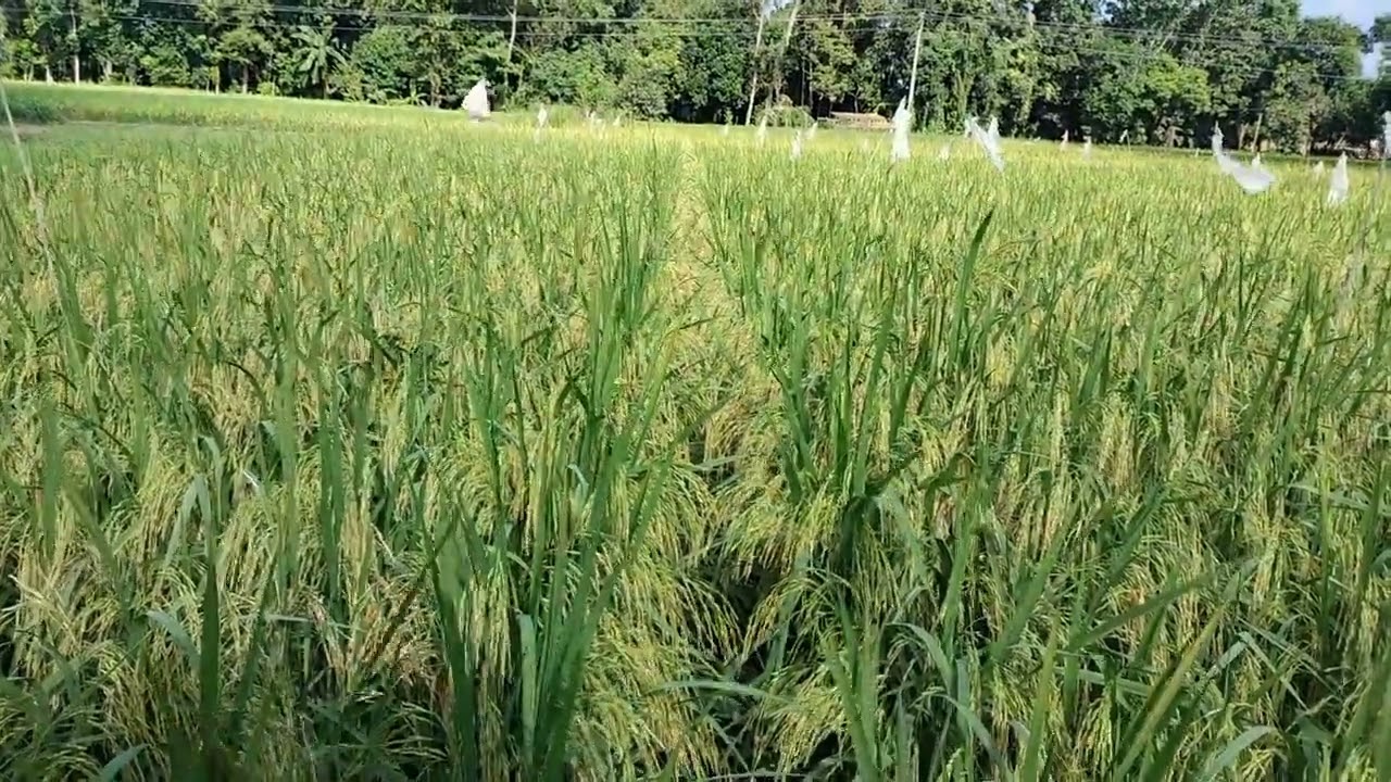 পাকিস্তানি লং বাসমতি। Pakistani long Basmati  01911795098