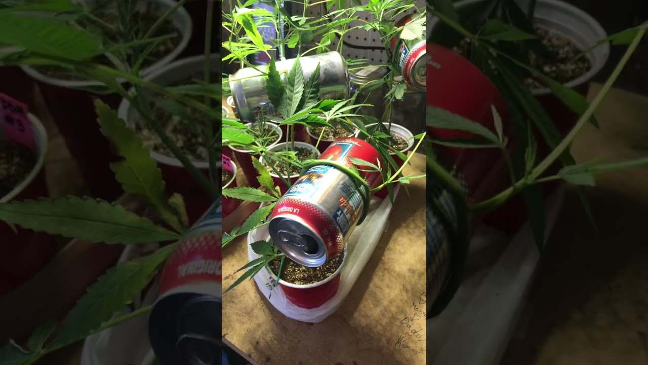 Cannabis bonsai. Update ep. 2