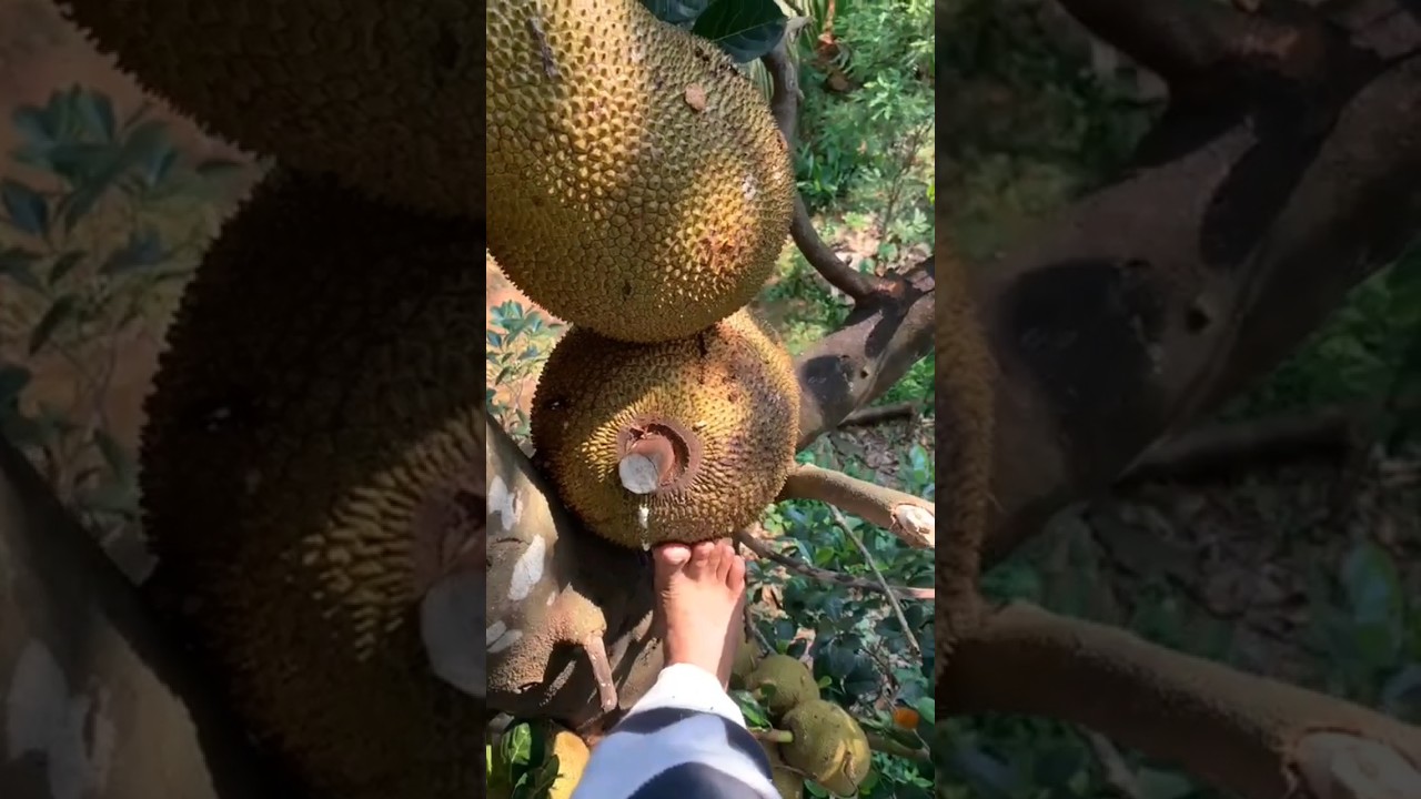 Indian jackfruit | Jackfruit tree | Kerala story | Nature love | Kerala Villages | Biggest fruit