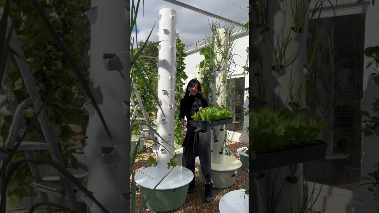 Maximize crop yield with soilless aeroponic tower farming! #verticalfarming #aeroponics