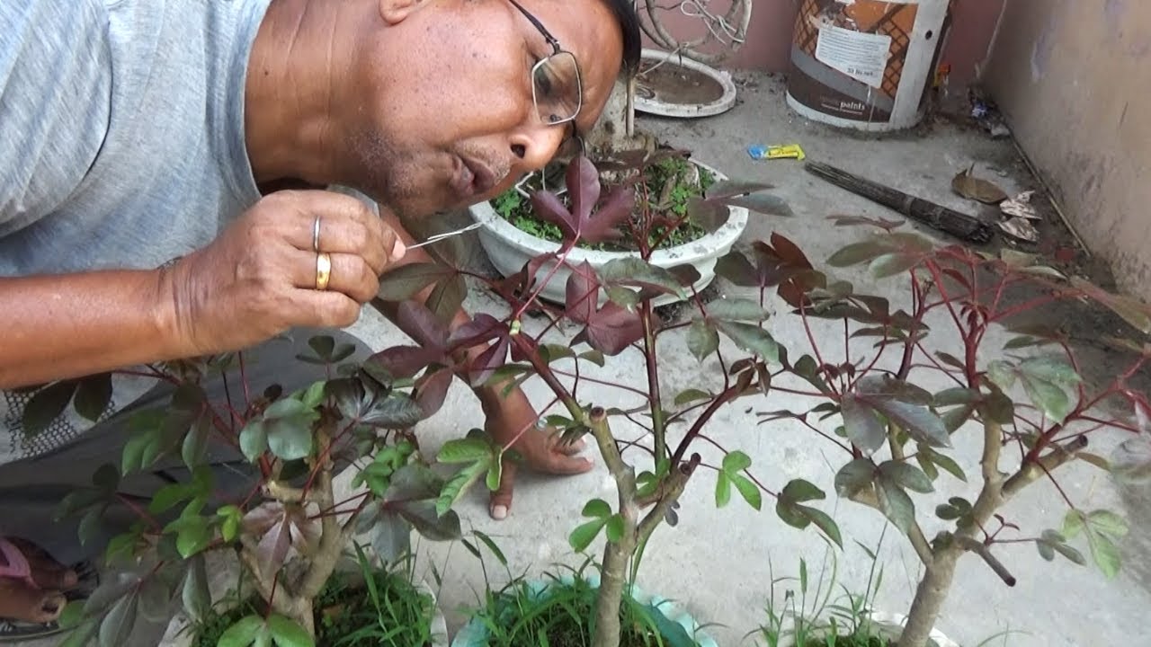 Jatropha Gossypiifolia Bonsai