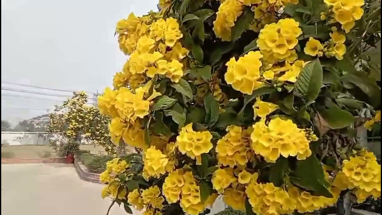 ফুল সব সময় সুন্দর ই হয় 🥰