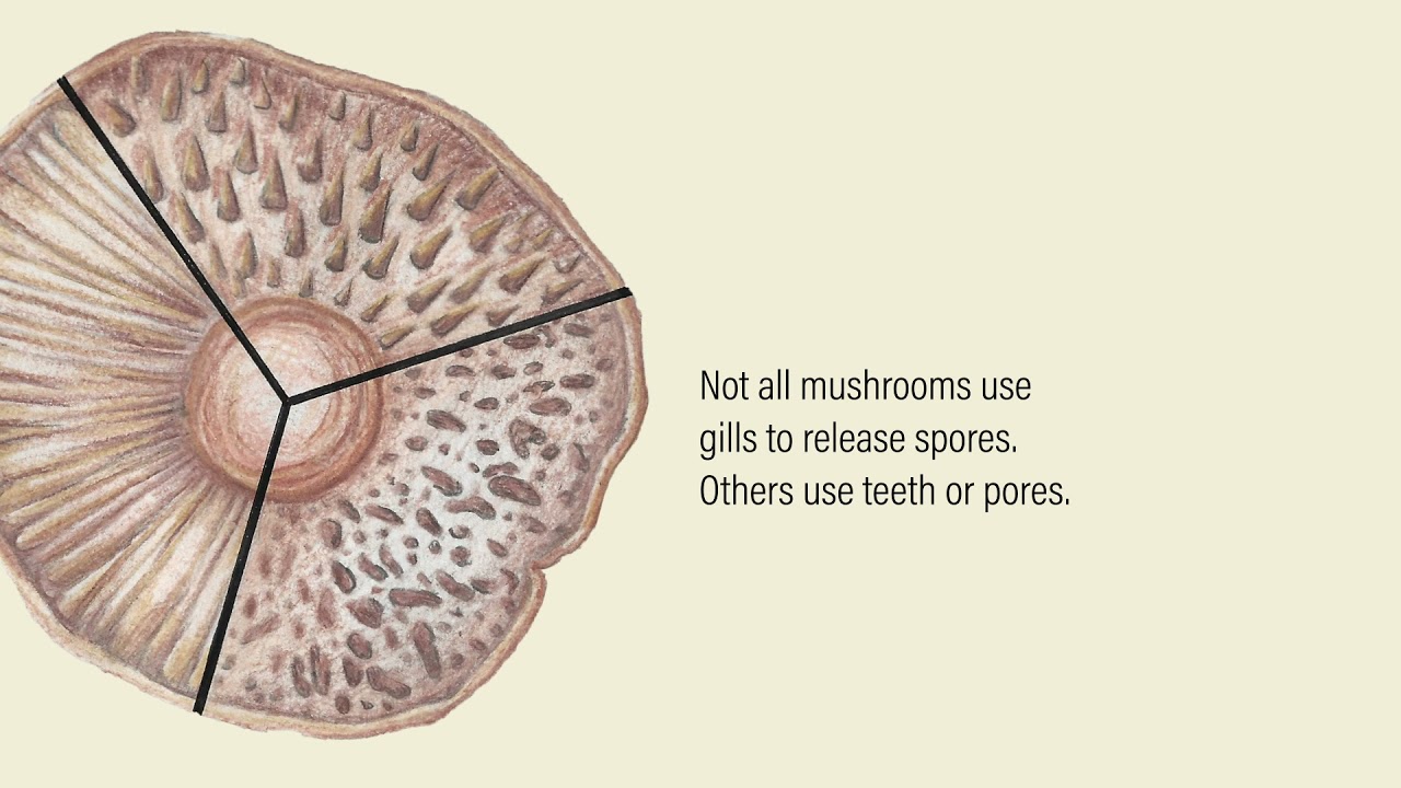Anatomy of a Mushroom