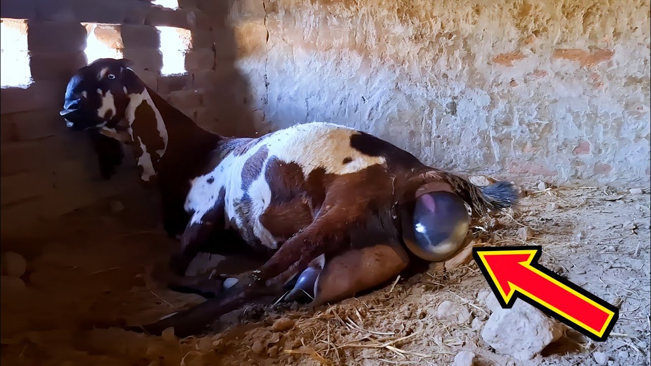 Goat Gave Birth To Kids - She Is Ready To POP - Goats Kids Birth