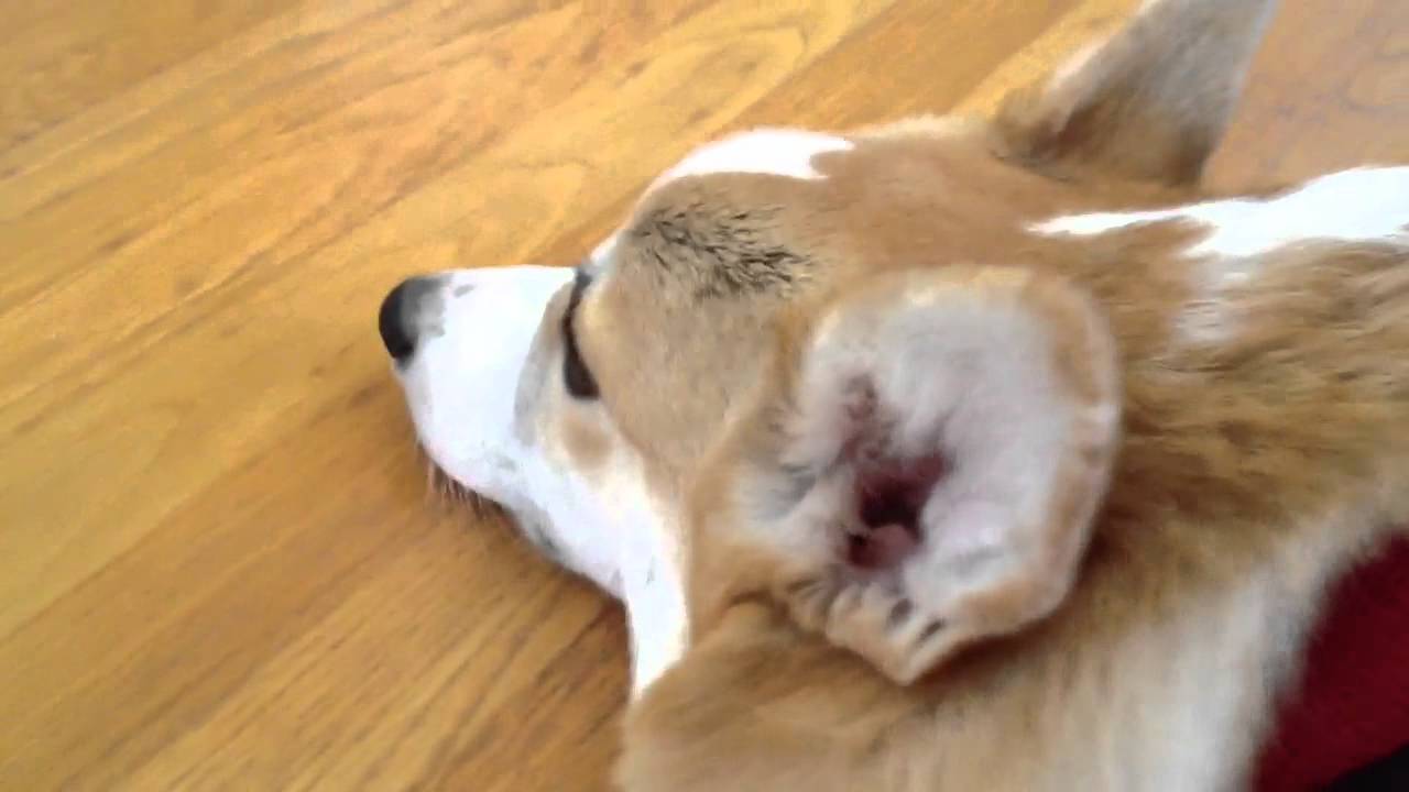 Lazy Corgi