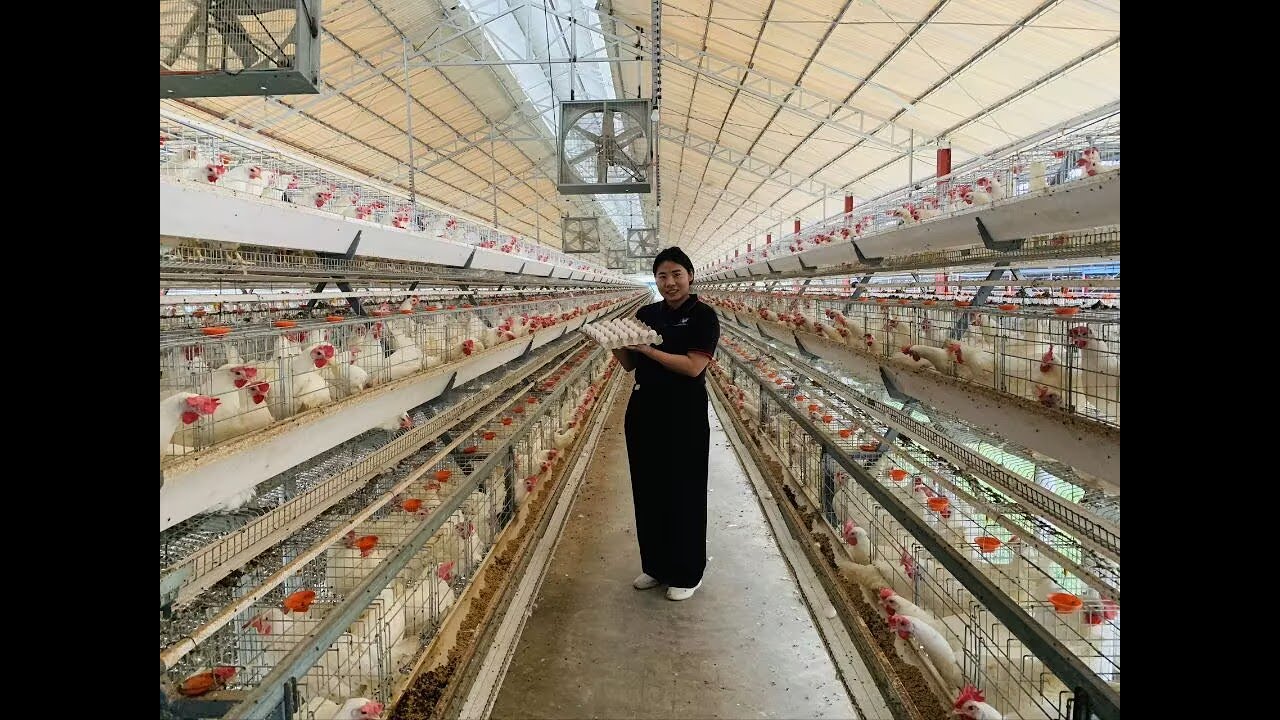 Introduction to the automated cage farm in the Philippines that raises 17,000 laying hens#layerfarm
