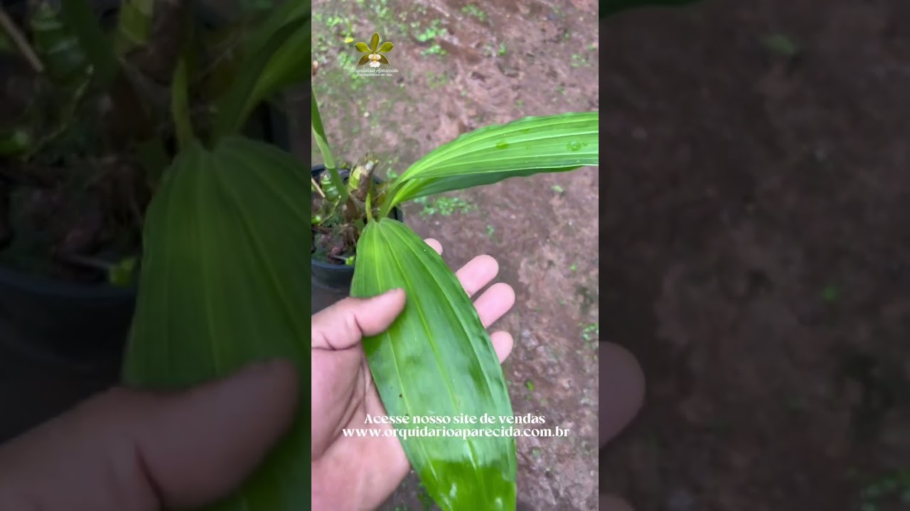 Phaius tankervilleae alba, conhecida como Orquídea Capuz de Freira.