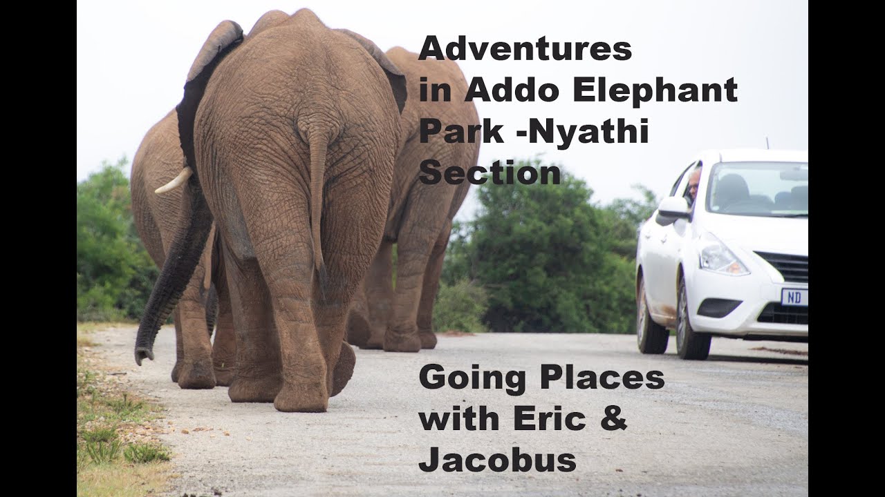 Addo Elephant Park Nyathi section - exciting game viewing and night safari drive - going places