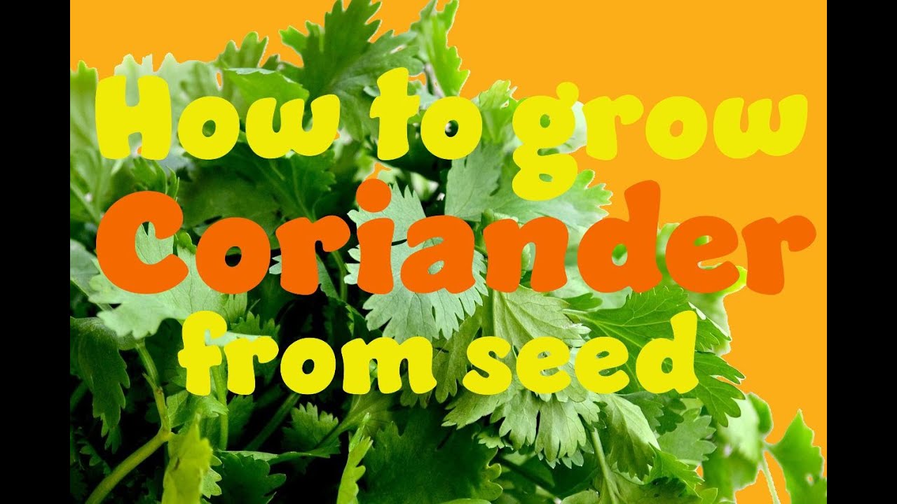 How to grow coriander from seed