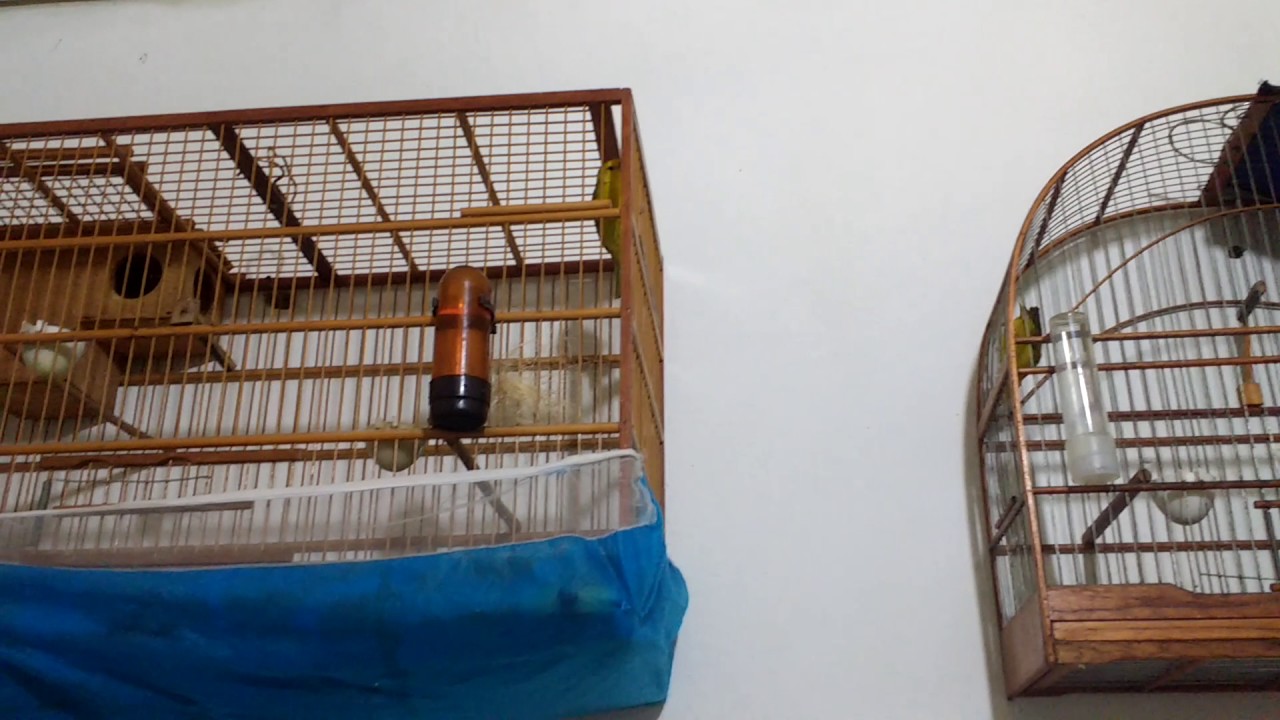 Formando um casal peruano 1° etapa