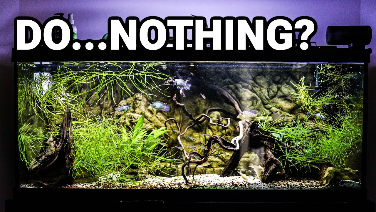 How To Prepare Your AQUARIUM While Away on Vacation or Holiday