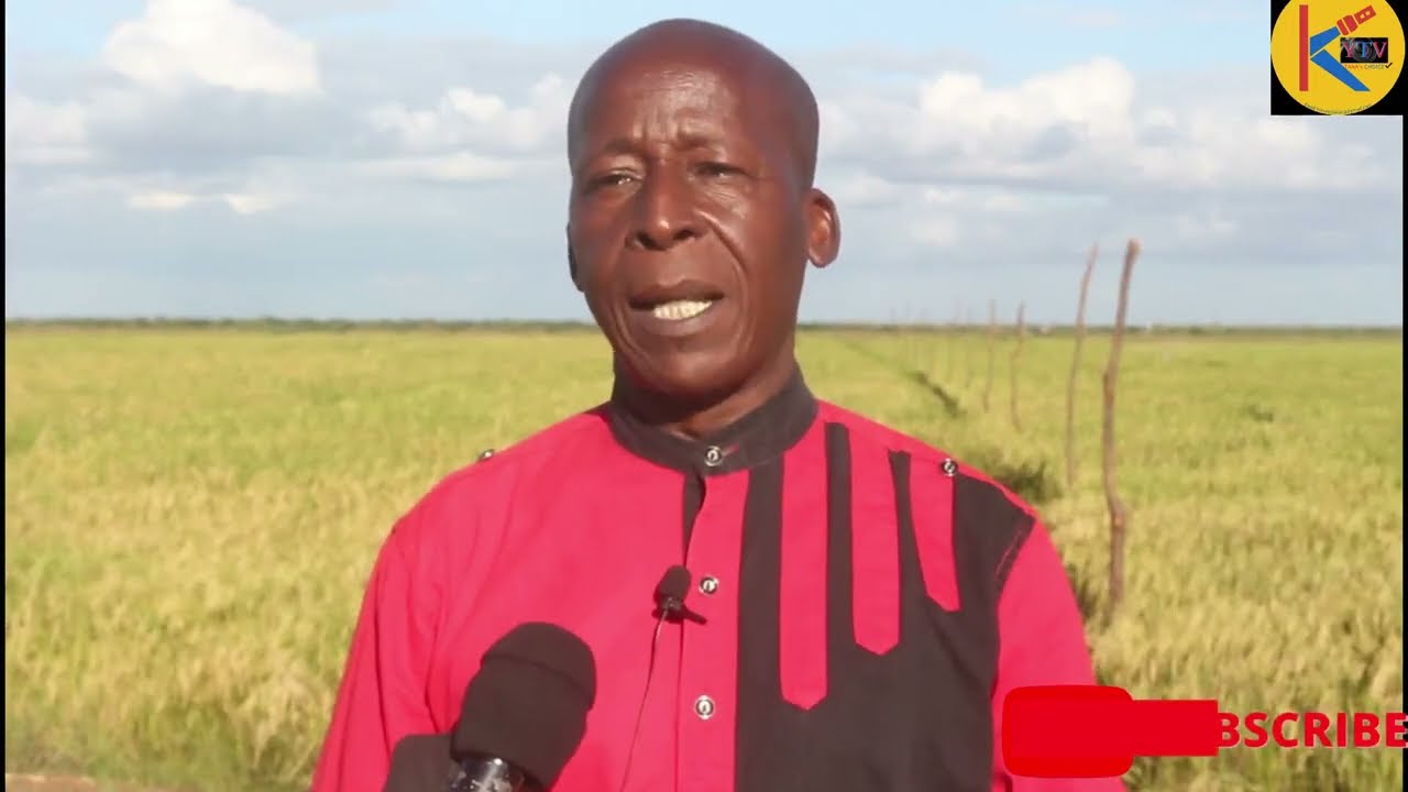 The Lucrative Rice Farming Business In Tana River. Why Farmers At The Hola  Scheme Are Into It