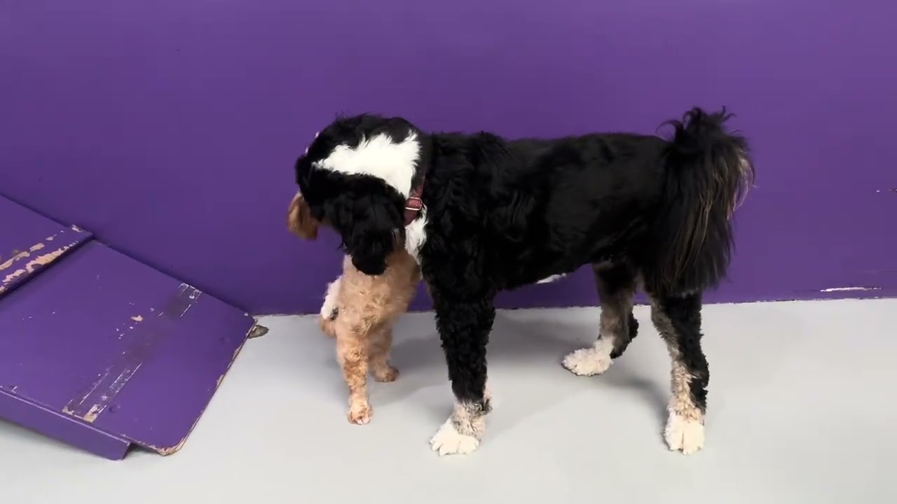 Real Results from Enrichment-Focused Dog Care in Perth