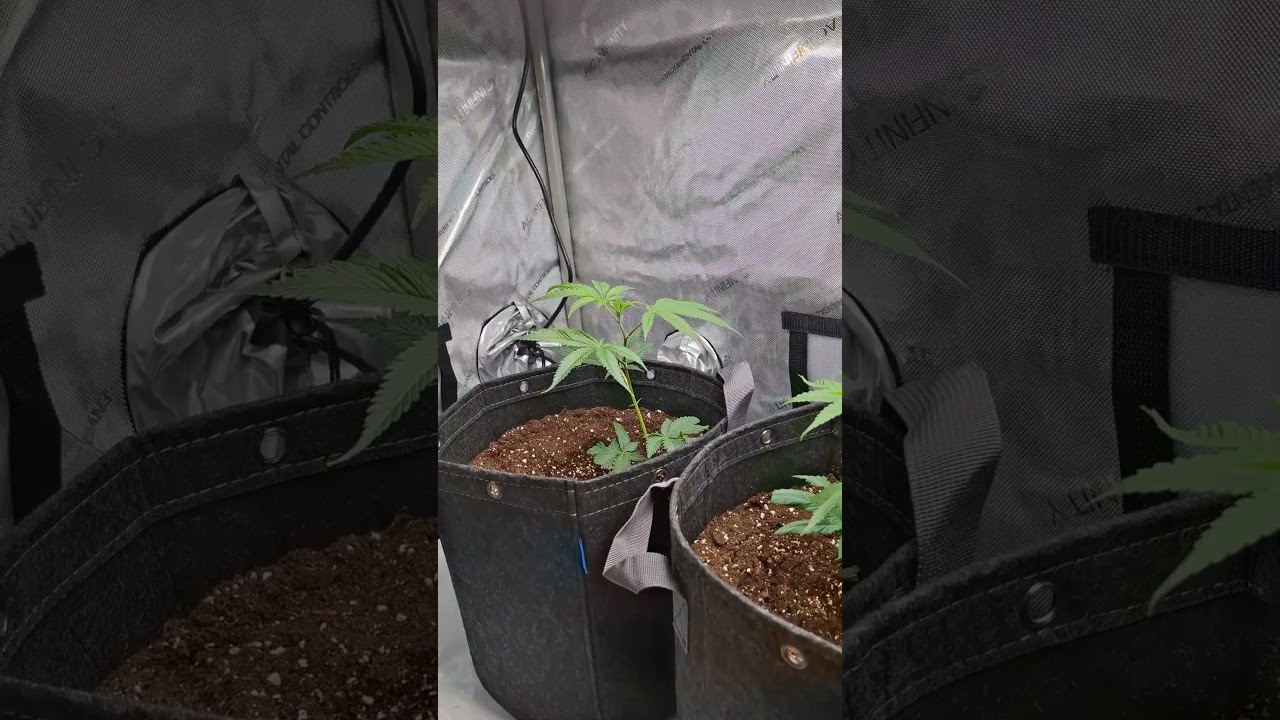 Rechts: Pinapple Fruz - Mitte: Studio 54 - Links: Apple Fritter #grow #Doja #EastSeed #SeedJunky