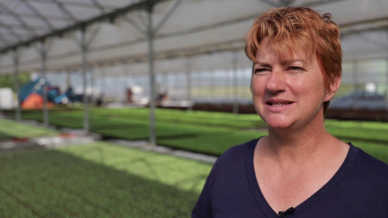 Les Semis et Plants de melons du Haut-Poitou IGP