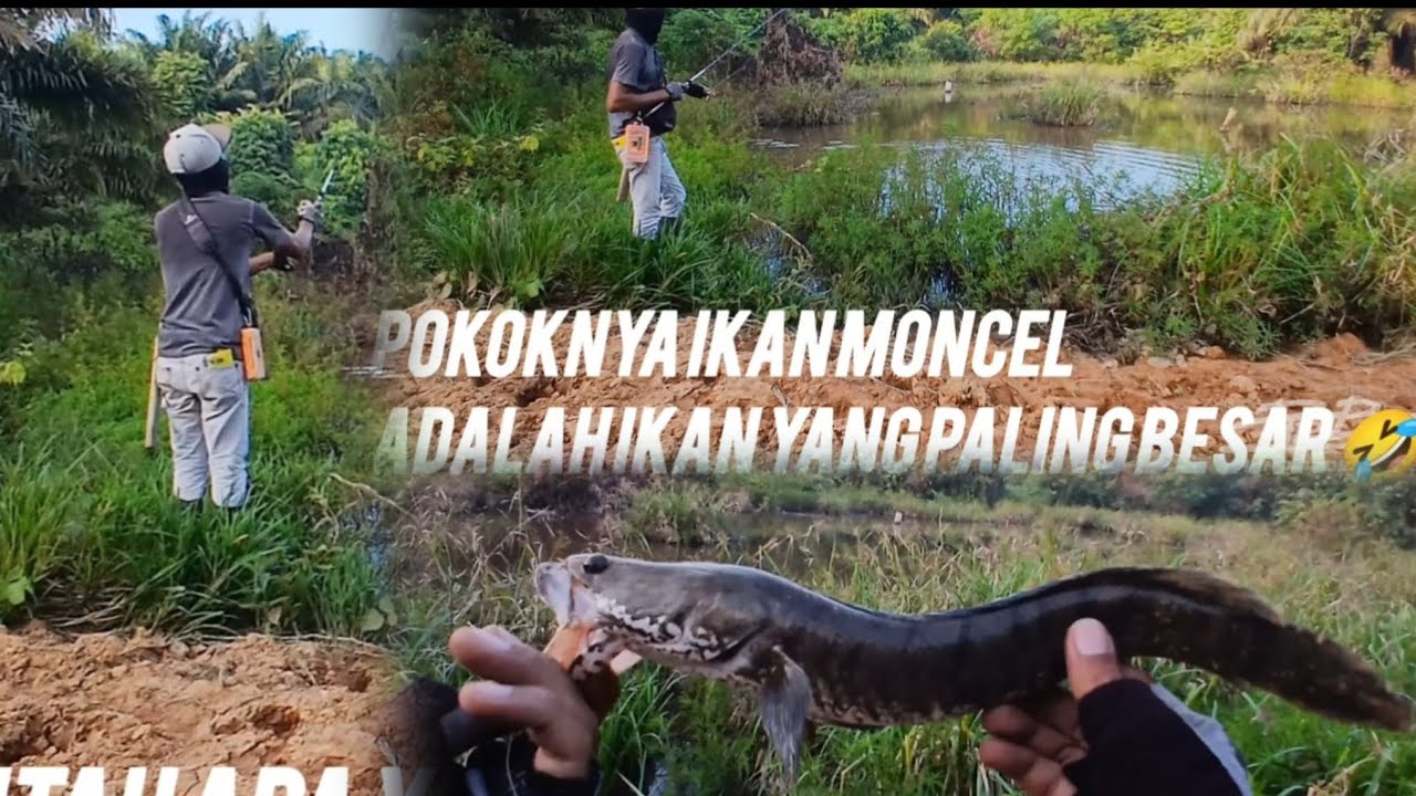 DIPHPIN KOCOLAN DI SPOT INI.