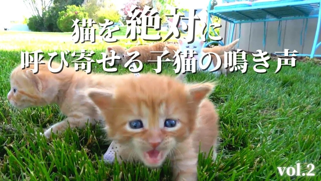 【かわいい】猫が絶対に寄ってくる音・鳴き声 vol.2【意味】
