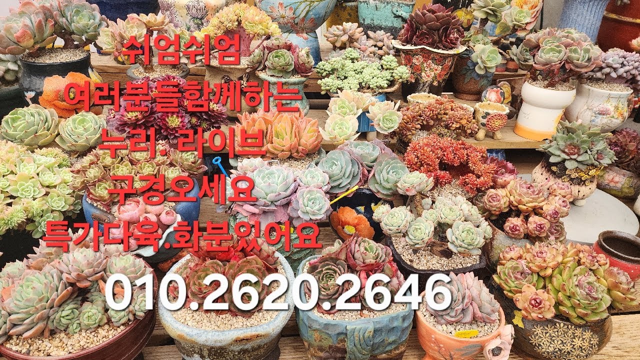 누리다육쁜다육가득한 다육맛집 화분특가010.2620.2646