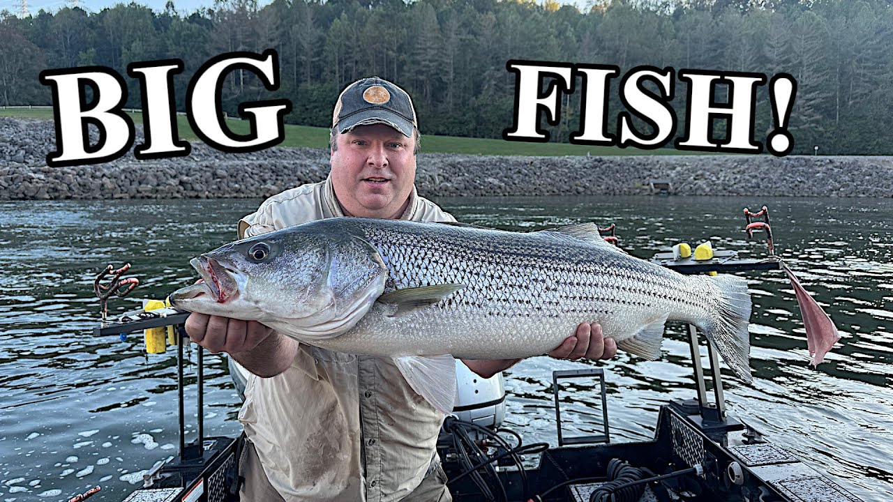 Monster Striped Bass at Dangerous Spilling Dam! Epic Striper Blitz (50+ Caught Off-Camera)