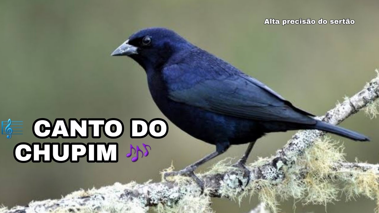 Canto do Chupim / Azulego / Azul&atilde;o de Chiqueiro | Shiny Cowbird | Molothrus Bonariensis