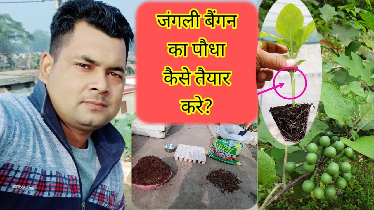 jangli baigan ka poudha, जंगली बैंगन का पौधा कैसे तैयार करे ? #janglibaigan
