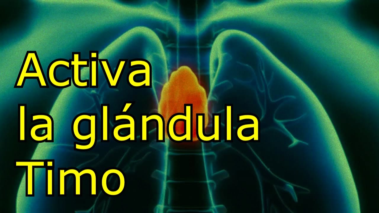 Como activar la gl&aacute;ngula Timo