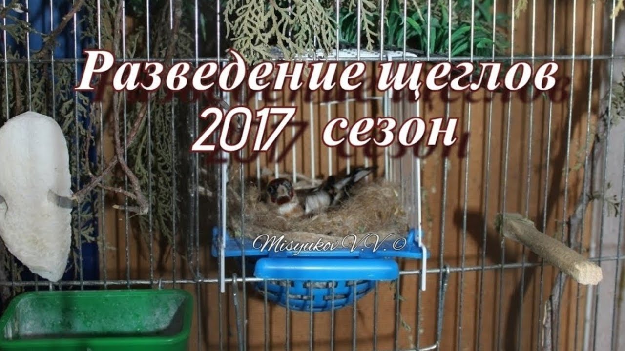 Разведение щеглов
