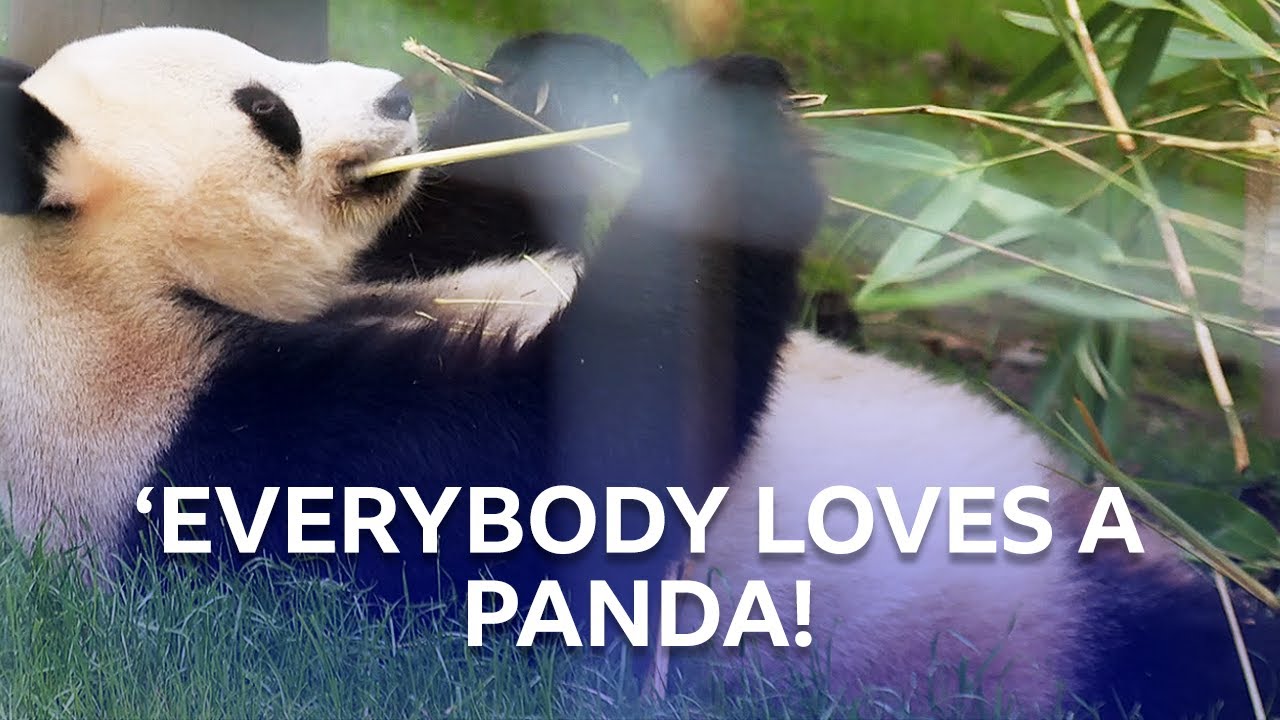 The Pandas Of Edinburgh Zoo | Inside The Zoo | BBC Scotland
